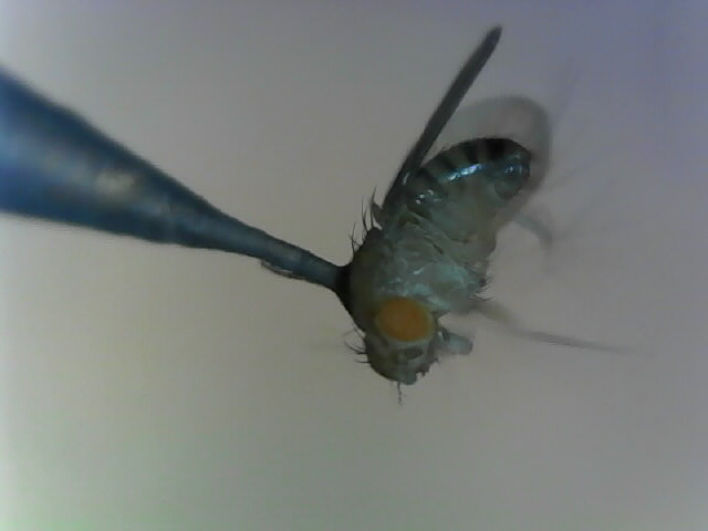 Fly tethered to a pointy holder