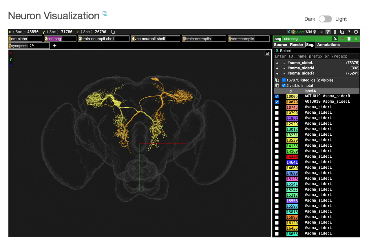How to add connected cells to neuroglancer view.