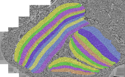 EM data with layer outlines overlaid