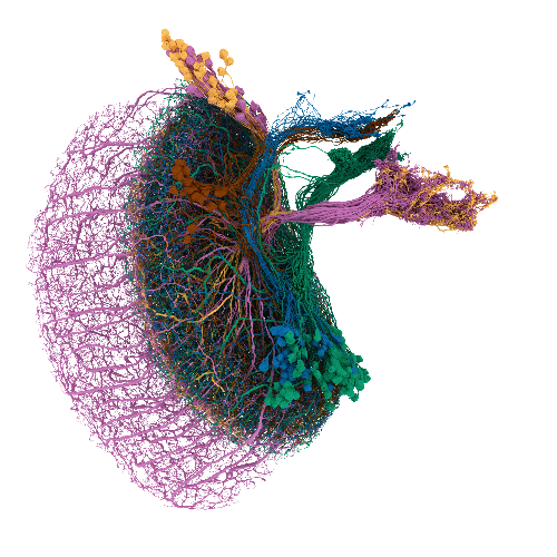 Image of reconstructed LPC and LLPC neuron types from the drosophila right optic lobe connectome