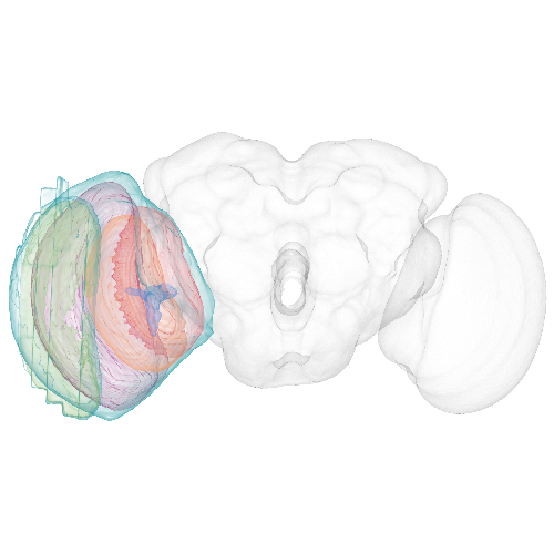 Shell outline of drosophila brain and optic lobe regions
